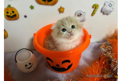 成約済の大阪府のスコティッシュフォールド(折れ耳)-68381の5枚目